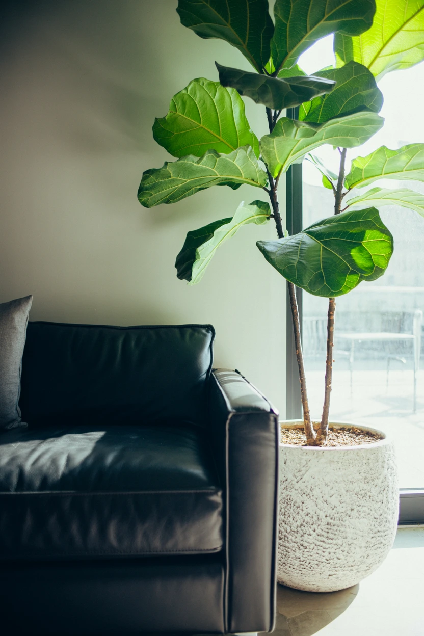 Bring in Life with an Oversized Fiddle Leaf Fig